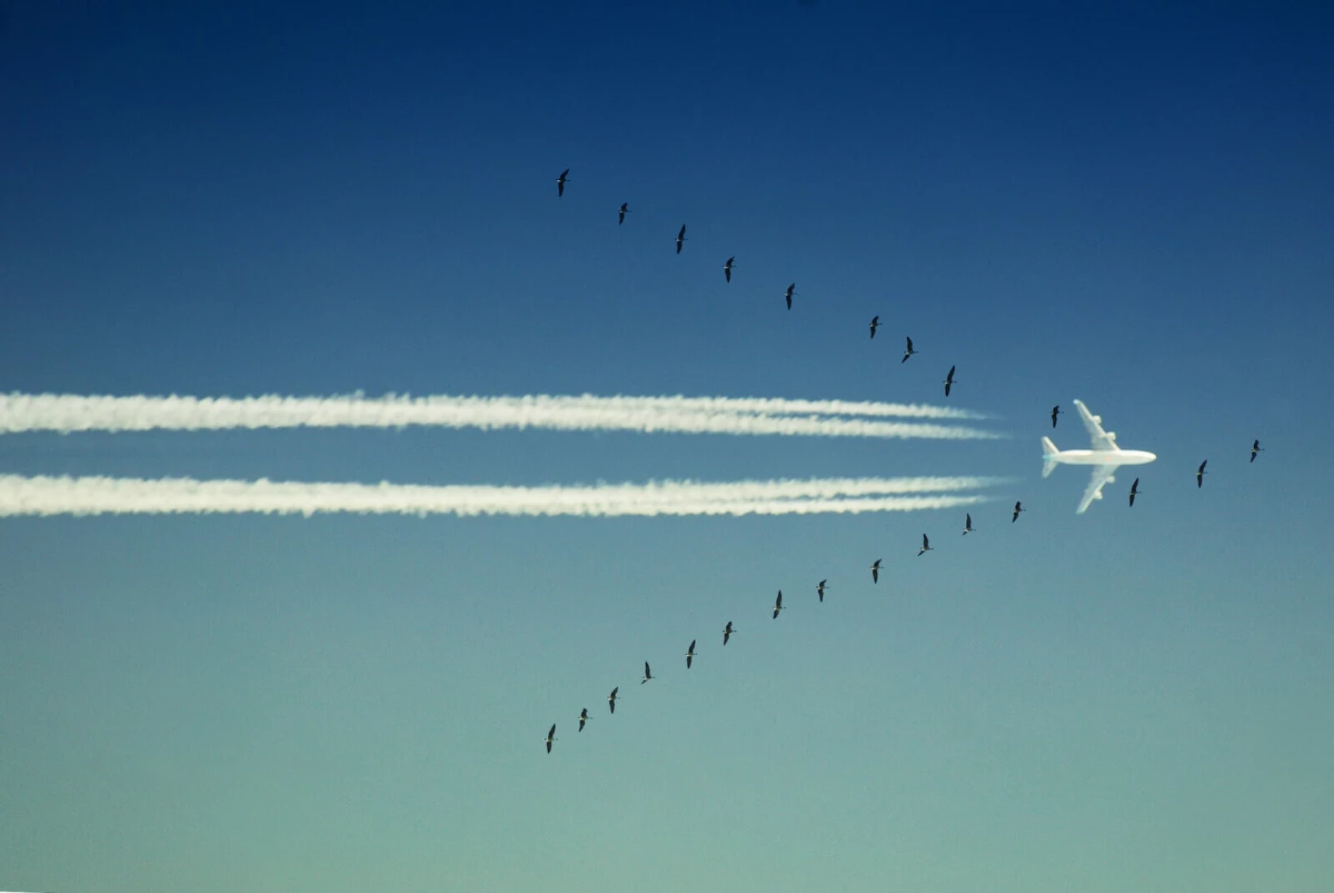 phalanx-of-wings-1361758-1599x1069