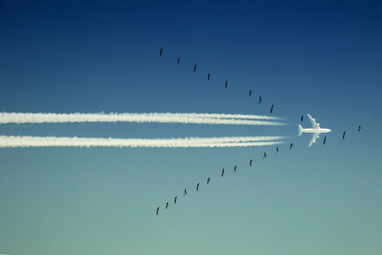 phalanx-of-wings-1361758-1599x1069