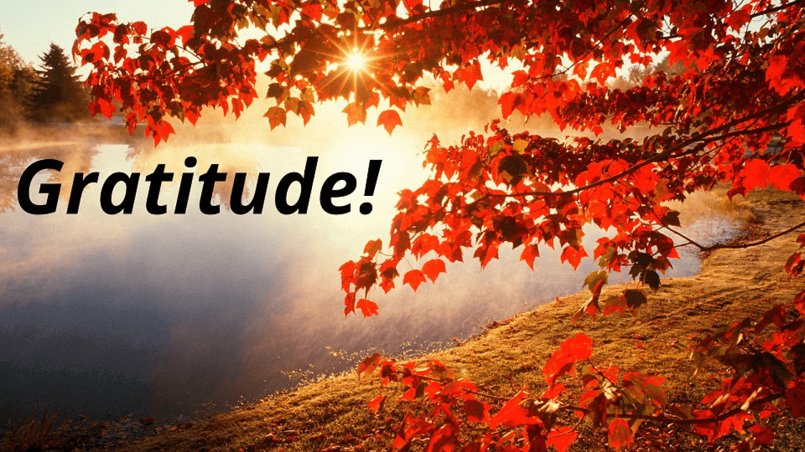 Red_Fall_Leaves_free_gratitude_990x