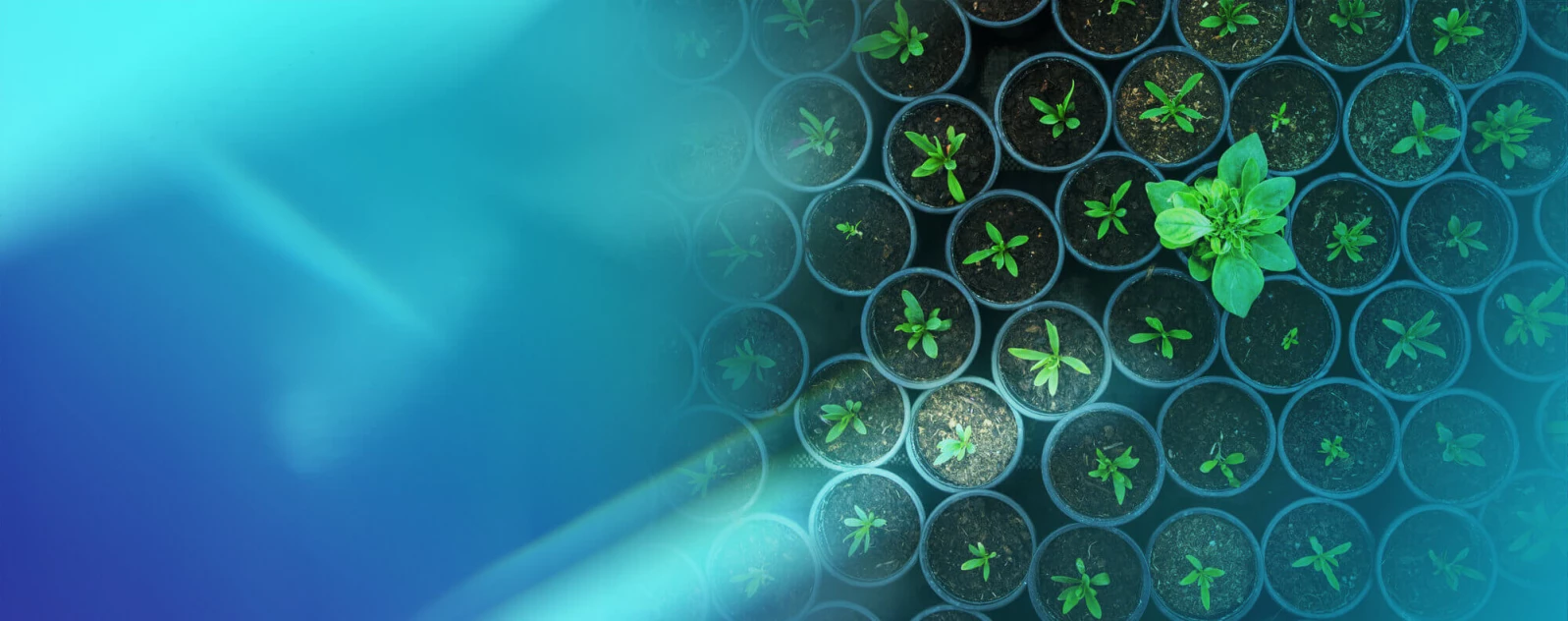 Leadership-circle-banner-2 tini